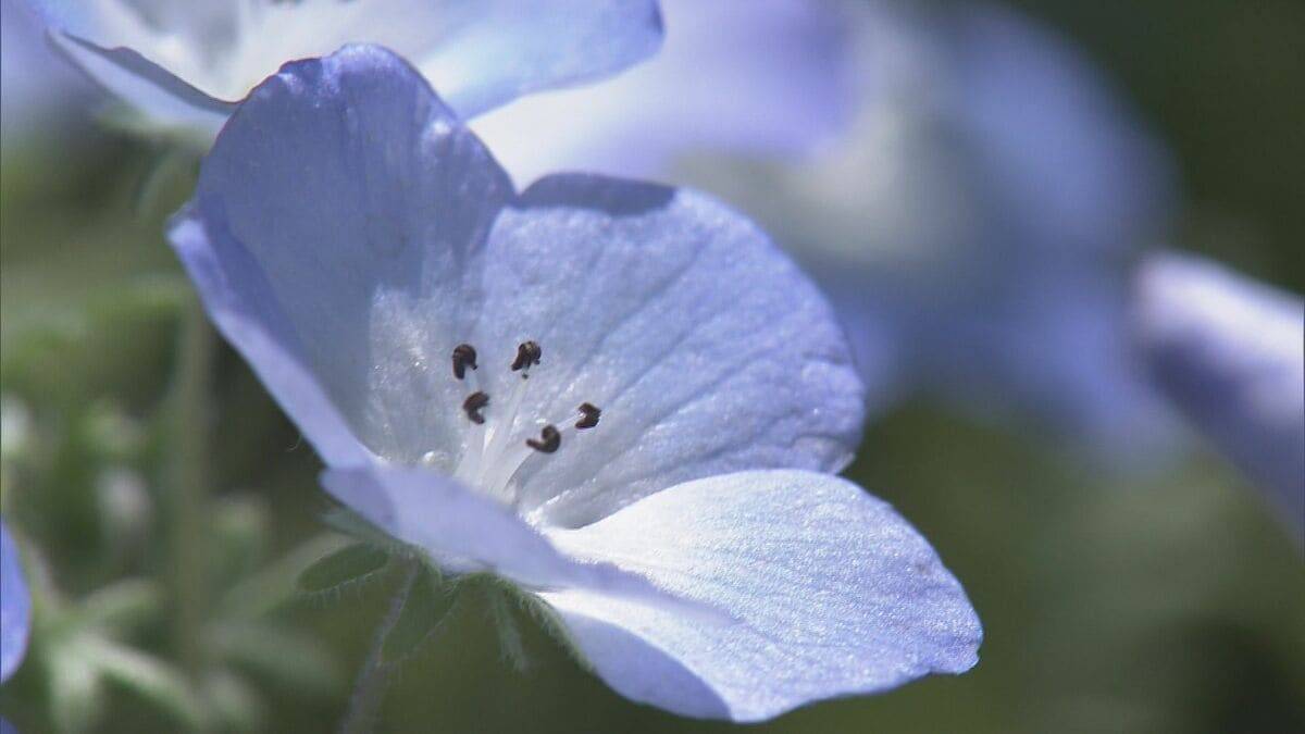 まるで“青のじゅうたん” 三重の志摩市観光農園で約30万株のネモフィラが見ごろに 楽しめるのは5月上旬まで