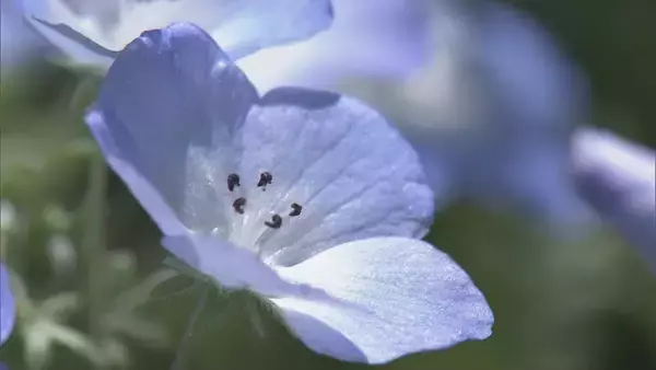 「まるで“青のじゅうたん” 三重の志摩市観光農園で約30万株のネモフィラが見ごろに 楽しめるのは5月上旬まで」の画像