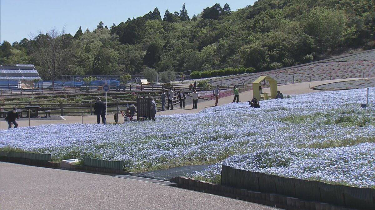まるで“青のじゅうたん” 三重の志摩市観光農園で約30万株のネモフィラが見ごろに 楽しめるのは5月上旬まで
