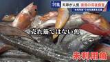 「｢漁1回の燃料費は15万円｣ 売れない“未利用魚”を絶品に 午前2時に開く深夜食堂  地元漁業の救世主なるか」の画像5