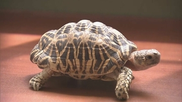 ワシントン条約で保護されている｢インドホシガメ｣? 住宅の駐車場で… 体長約20センチ 譲渡や販売には登録や許可が必要 持ち主の手がかりなし 岐阜･垂井町