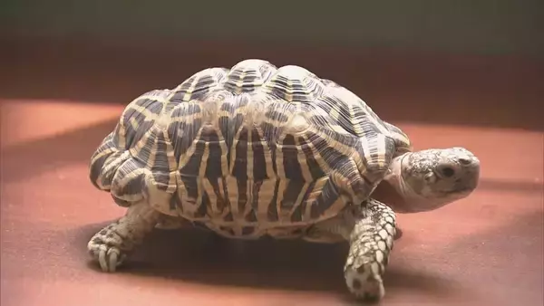 ワシントン条約で保護されている｢インドホシガメ｣? 住宅の駐車場で… 体長約20センチ 譲渡や販売には登録や許可が必要 持ち主の手がかりなし 岐阜･垂井町