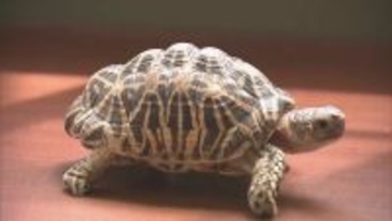 ワシントン条約で保護されている｢インドホシガメ｣? 住宅の駐車場で… 体長約20センチ 譲渡や販売には登録や許可が必要 持ち主の手がかりなし 岐阜･垂井町