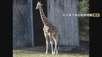 3歳を迎える直前に… オスのアミメキリン｢スバル｣死ぬ 1週間前から下痢 突然死症候群の疑い 6月28日まで献花台 名古屋市東山動植物園