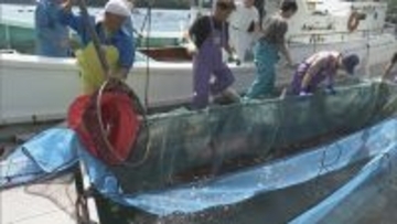 5万4000匹のマダイ稚魚放流  2月に人工ふ化…体長約6センチ 6年後には体長40センチの立派なマダイに 三重･尾鷲湾