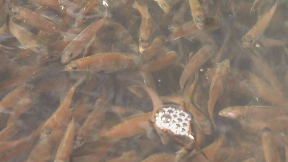 5万4000匹のマダイ稚魚放流  2月に人工ふ化…体長約6センチ 6年後には体長40センチの立派なマダイに 三重･尾鷲湾