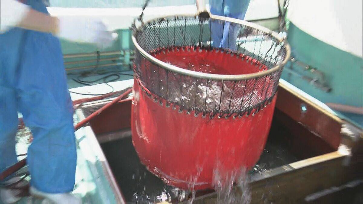5万4000匹のマダイ稚魚放流  2月に人工ふ化…体長約6センチ 6年後には体長40センチの立派なマダイに 三重･尾鷲湾