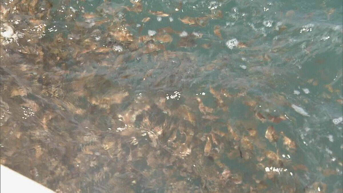5万4000匹のマダイ稚魚放流  2月に人工ふ化…体長約6センチ 6年後には体長40センチの立派なマダイに 三重･尾鷲湾