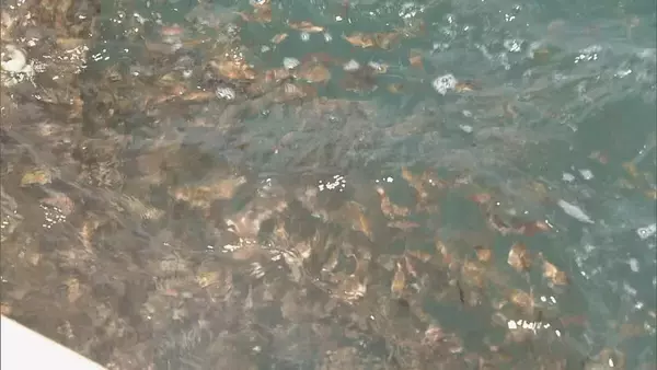 「5万4000匹のマダイ稚魚放流  2月に人工ふ化…体長約6センチ 6年後には体長40センチの立派なマダイに 三重･尾鷲湾」の画像