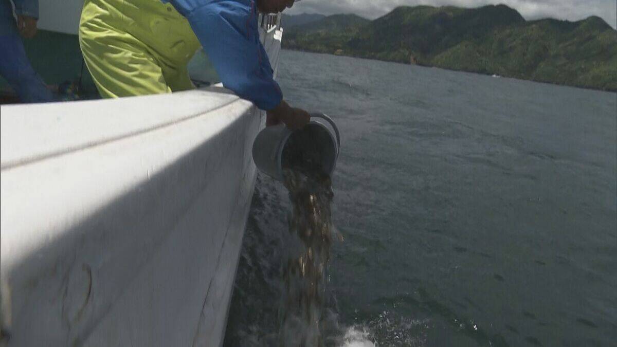 5万4000匹のマダイ稚魚放流  2月に人工ふ化…体長約6センチ 6年後には体長40センチの立派なマダイに 三重･尾鷲湾