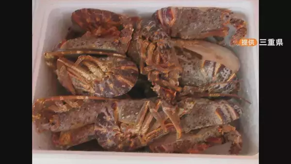 「ロブスターを“伊勢海老”として販売  伊勢海老を名乗れるのは世界で1種類だけ 3800個以上が消費者の手に ｢伊勢志摩みやげセンター王将｣」の画像