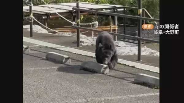 クマ対策に特化した“専門部署”設置へ 今年度の目撃情報1000件以上の岐阜県 出没状況の把握や捕獲体制を整備