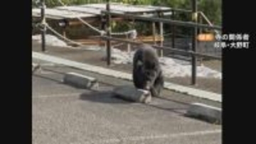 クマ対策に特化した“専門部署”設置へ 今年度の目撃情報1000件以上の岐阜県 出没状況の把握や捕獲体制を整備