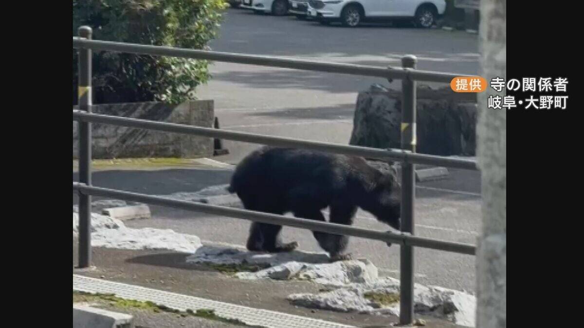 クマ対策に特化した“専門部署”設置へ 今年度の目撃情報1000件以上の岐阜県 出没状況の把握や捕獲体制を整備