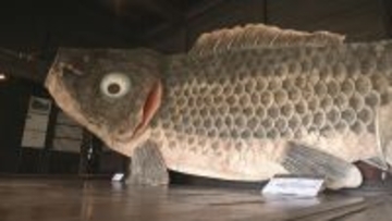 全長9.5メートル 和紙で作った｢巨大こいのぼり｣ 伝統工芸“山中和紙” 目つきやうろこは独特の風合いが 岐阜･高山市｢飛騨の里｣