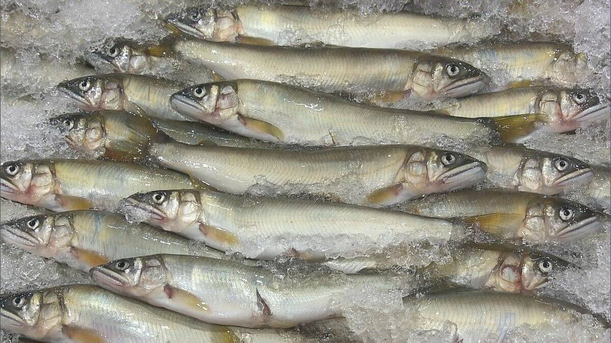 ｢天然アユ｣ 1995年は6万円→35万円に！31年ぶり最高値 うなぎ料理店で天ぷらとして振る舞われる予定 ｢朝から緊張…落とせなかったら大変｣
