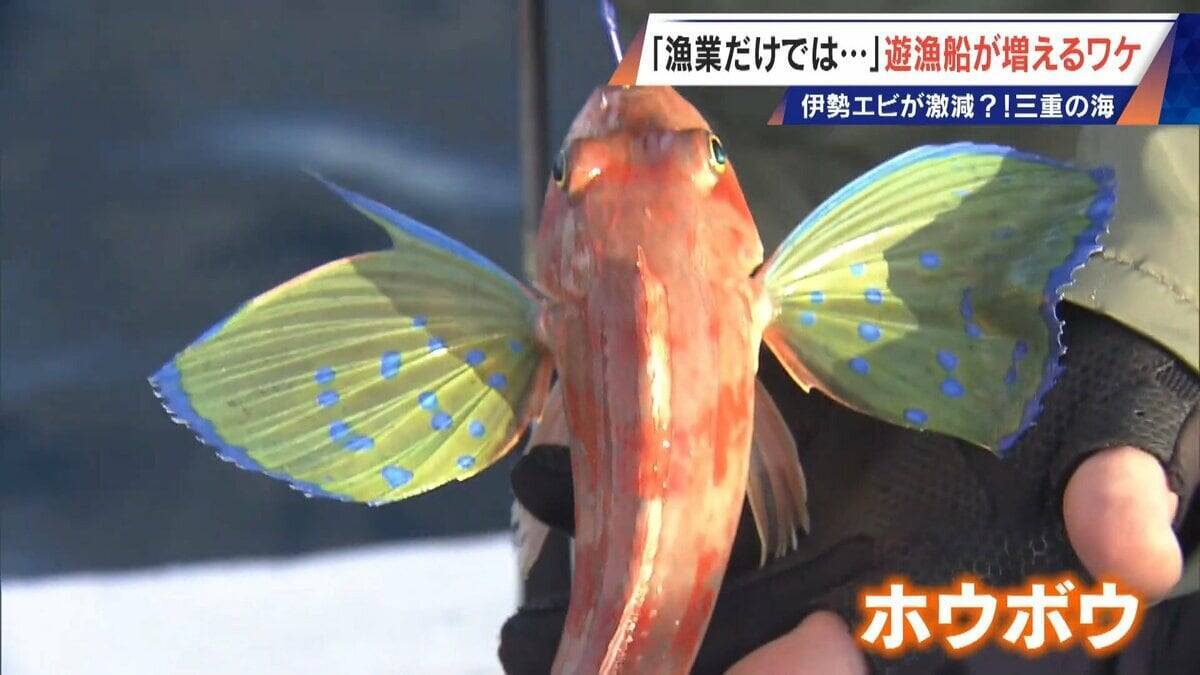 年収1000万円超は昔の話… 漁師の約4割が兼業 三重の海で増える釣り船｢遊漁船｣ 伊勢エビ激減で｢漁業だけでは生活厳しい｣