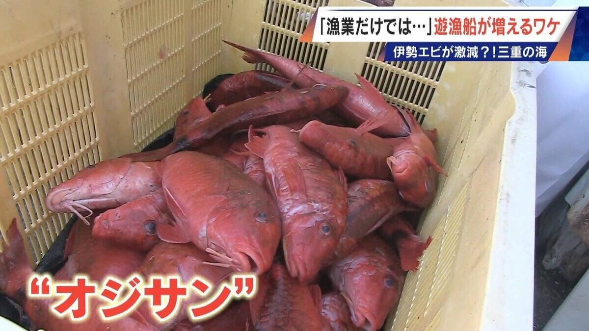 年収1000万円超は昔の話… 漁師の約4割が兼業 三重の海で増える釣り船｢遊漁船｣ 伊勢エビ激減で｢漁業だけでは生活厳しい｣