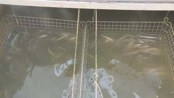 生きたうなぎは約9割･加工品はほぼ100%を中国から輸入 ｢ワシントン条約｣でどうなる？輸出入の規制で流通量減少に価格高騰の懸念も