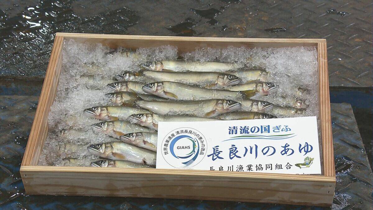 【速報】天然アユの初競りで史上最高値の1キロ35万円　過去最高の約6倍の価格に