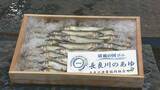 「【速報】天然アユの初競りで史上最高値の1キロ35万円　過去最高の約6倍の価格に」の画像2