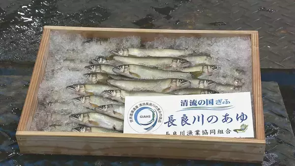 「【速報】天然アユの初競りで史上最高値の1キロ35万円　過去最高の約6倍の価格に」の画像