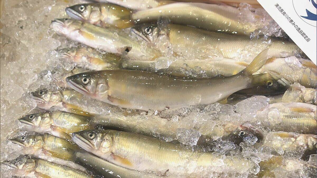 【速報】天然アユの初競りで史上最高値の1キロ35万円　過去最高の約6倍の価格に