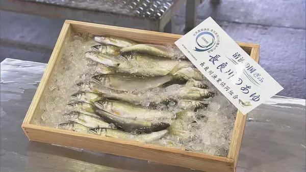 「【速報】天然アユの初競りで史上最高値の1キロ35万円　過去最高の約6倍の価格に」の画像
