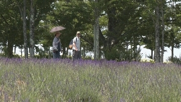 “ひるがの高原 牧歌の里”でラベンダーが見頃 約2500株が一面に ｢種類が多くきれい｣ 爽やかな香りに包まれながら散策楽しむ 岐阜･郡上市