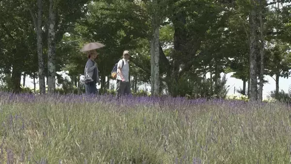 “ひるがの高原 牧歌の里”でラベンダーが見頃 約2500株が一面に ｢種類が多くきれい｣ 爽やかな香りに包まれながら散策楽しむ 岐阜･郡上市