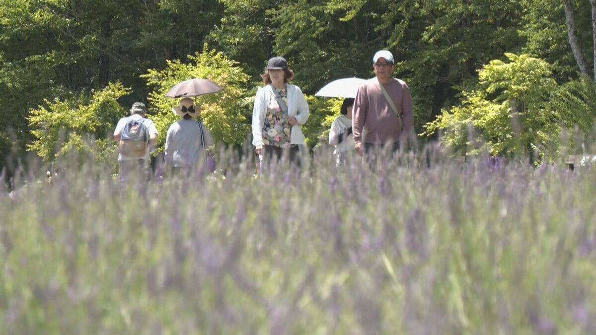 “ひるがの高原 牧歌の里”でラベンダーが見頃 約2500株が一面に ｢種類が多くきれい｣ 爽やかな香りに包まれながら散策楽しむ 岐阜･郡上市