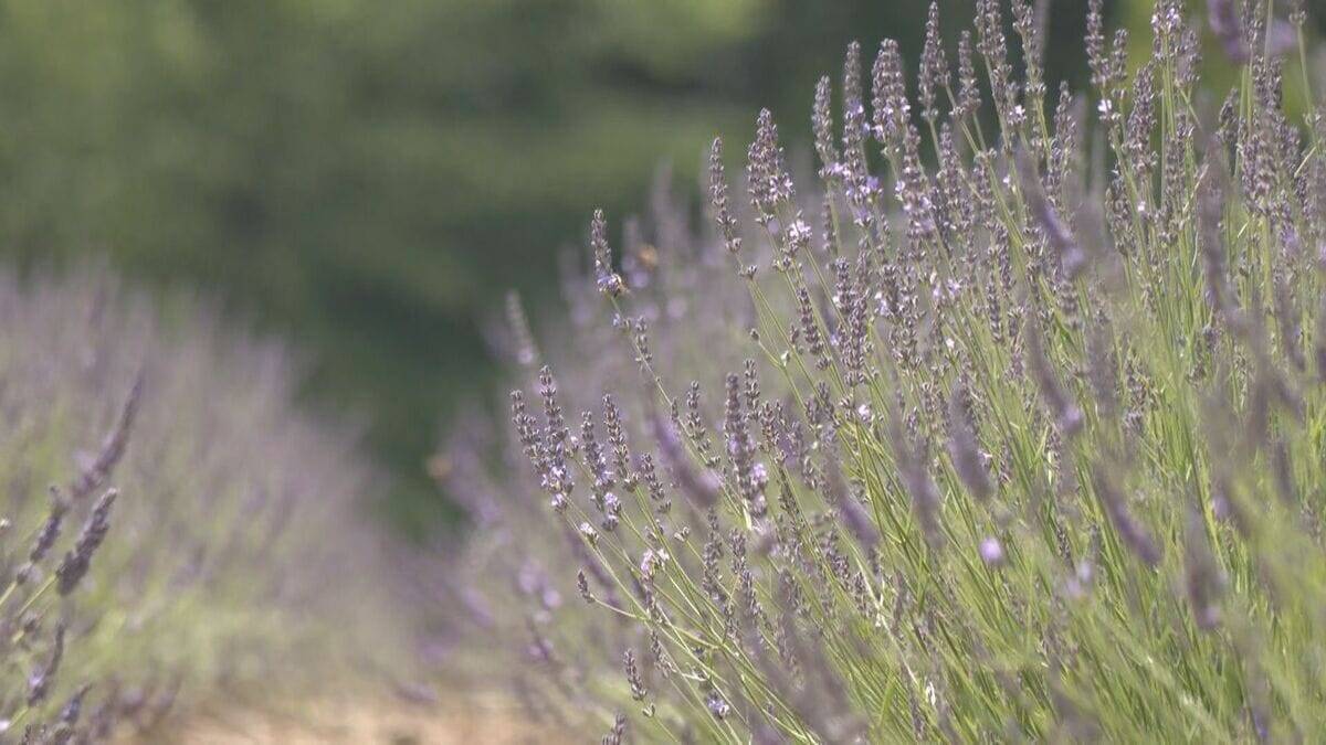 “ひるがの高原 牧歌の里”でラベンダーが見頃 約2500株が一面に ｢種類が多くきれい｣ 爽やかな香りに包まれながら散策楽しむ 岐阜･郡上市
