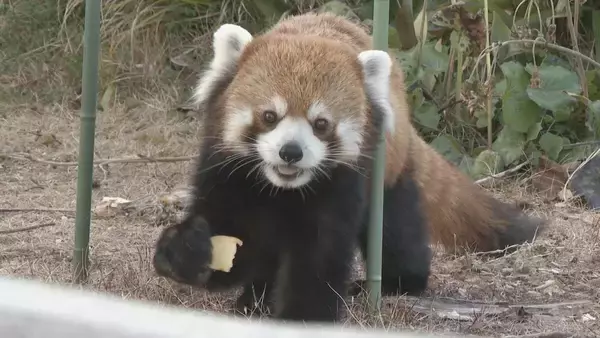 「動物の脱走を想定した捕獲訓練 ｢もし逃げても万全の対応ができるように｣  レッサーパンダ役の職員が園内を逃げ回る 名古屋･東山動植物園」の画像