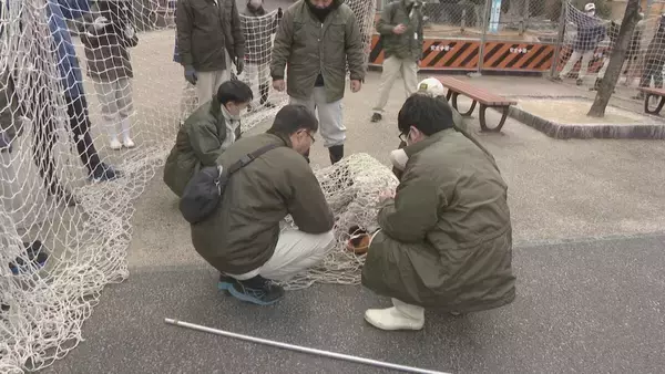 「動物の脱走を想定した捕獲訓練 ｢もし逃げても万全の対応ができるように｣  レッサーパンダ役の職員が園内を逃げ回る 名古屋･東山動植物園」の画像