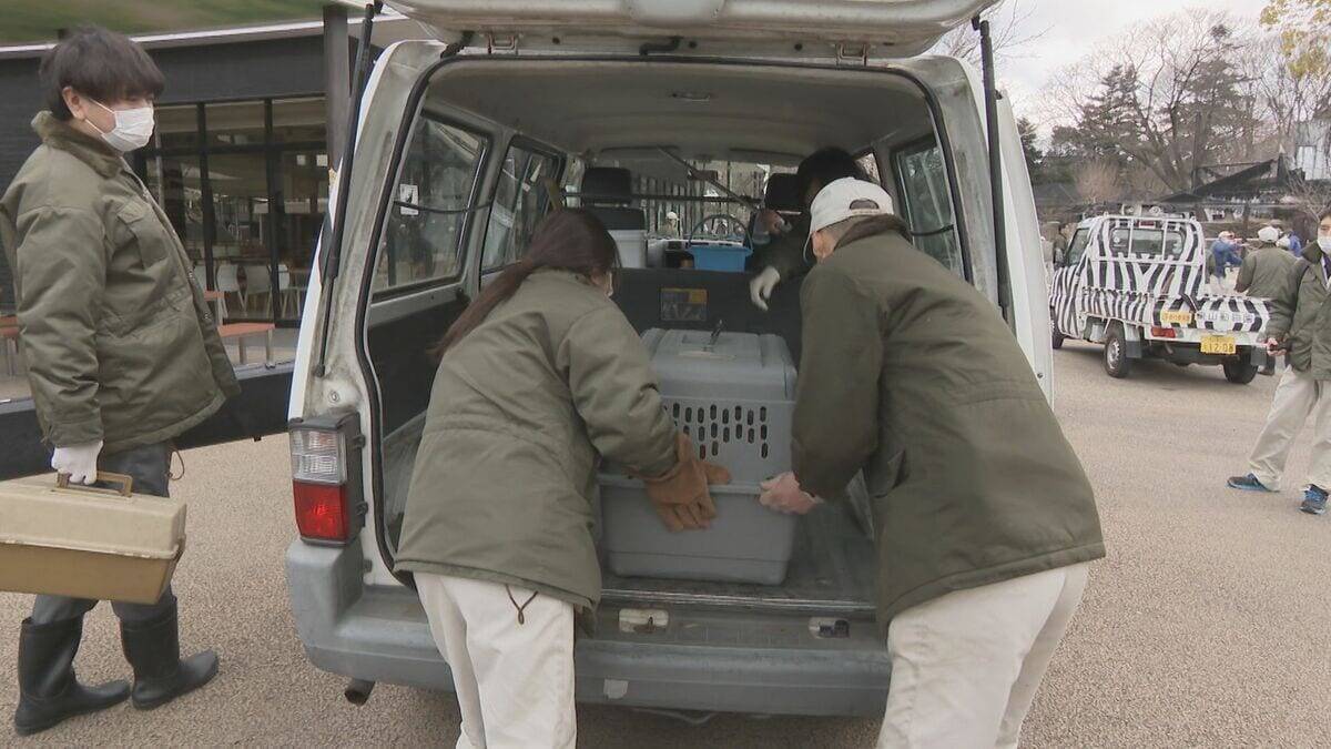 動物の脱走を想定した捕獲訓練 ｢もし逃げても万全の対応ができるように｣  レッサーパンダ役の職員が園内を逃げ回る 名古屋･東山動植物園