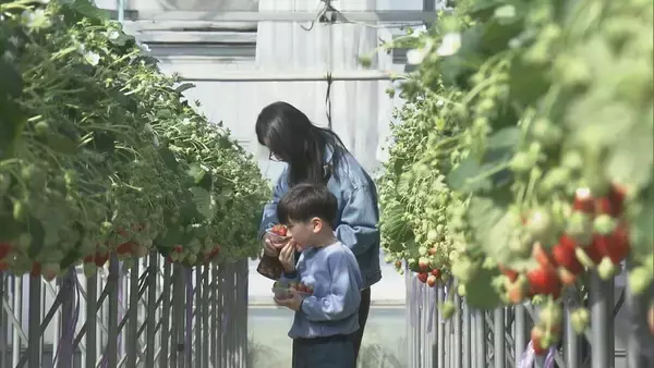 「30個食べた」赤く実った大粒のイチゴを… 観光農園でイチゴ狩りが最盛期 岐阜・本巣市