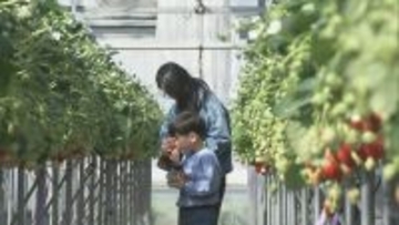 「30個食べた」赤く実った大粒のイチゴを… 観光農園でイチゴ狩りが最盛期 岐阜・本巣市