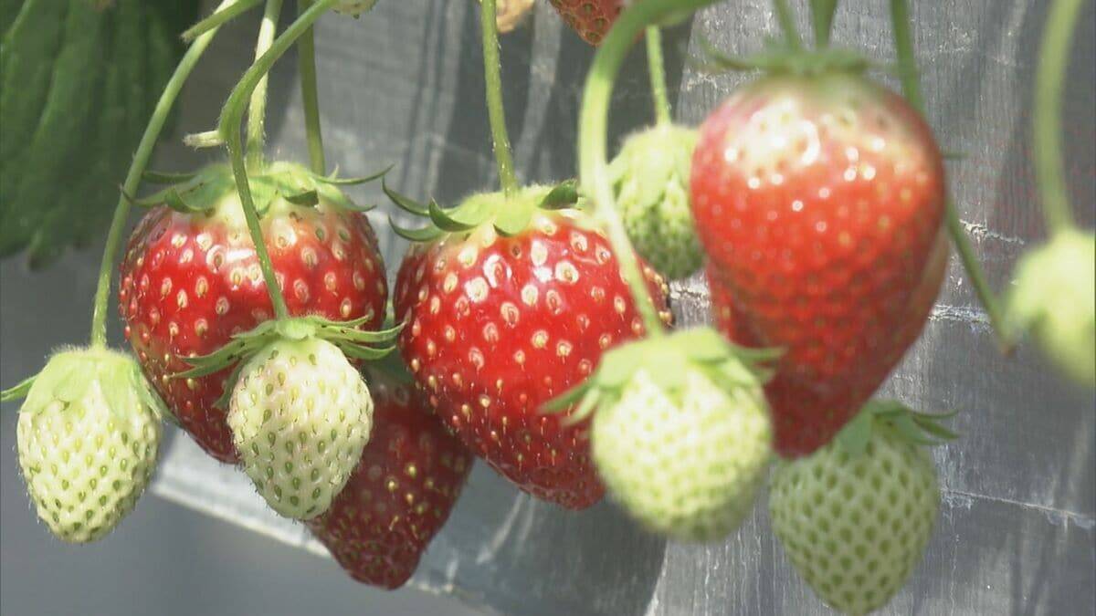 「30個食べた」赤く実った大粒のイチゴを… 観光農園でイチゴ狩りが最盛期 岐阜・本巣市