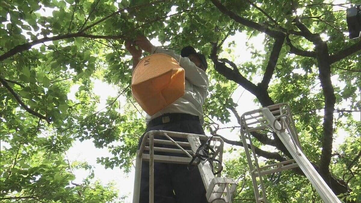 果肉が厚く鮮やかな漬け上りが特長 ｢五ヶ所小梅｣収穫始まる カメムシの被害が一部で出るも生育順調 三重･南伊勢町