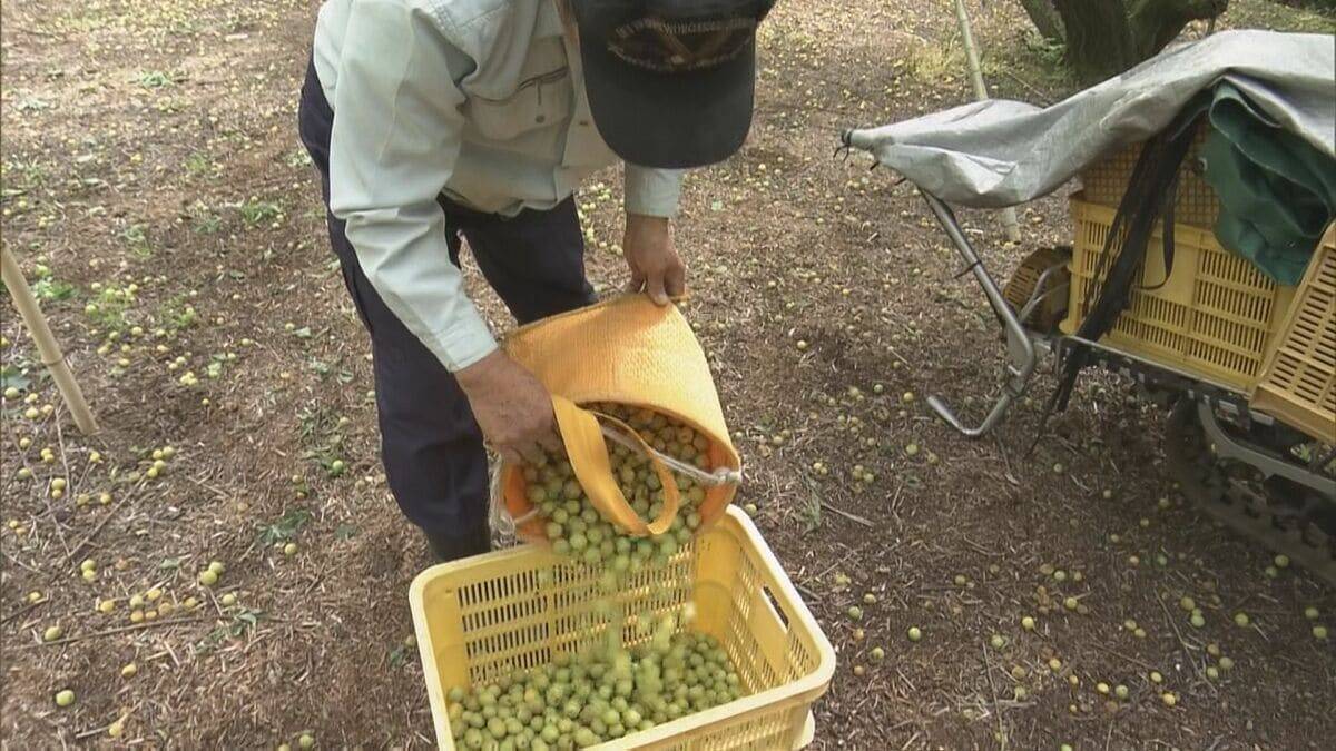 果肉が厚く鮮やかな漬け上りが特長 ｢五ヶ所小梅｣収穫始まる カメムシの被害が一部で出るも生育順調 三重･南伊勢町