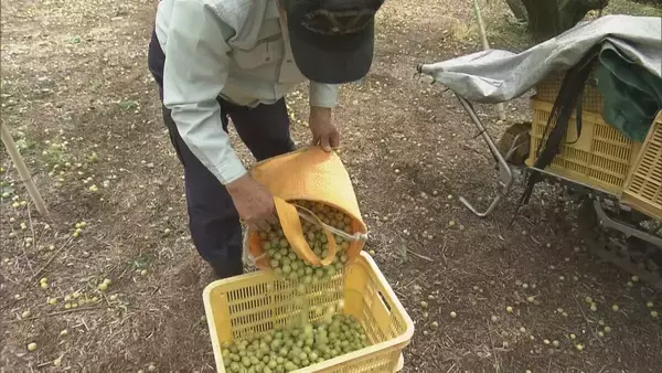 「果肉が厚く鮮やかな漬け上りが特長 ｢五ヶ所小梅｣収穫始まる カメムシの被害が一部で出るも生育順調 三重･南伊勢町」の画像