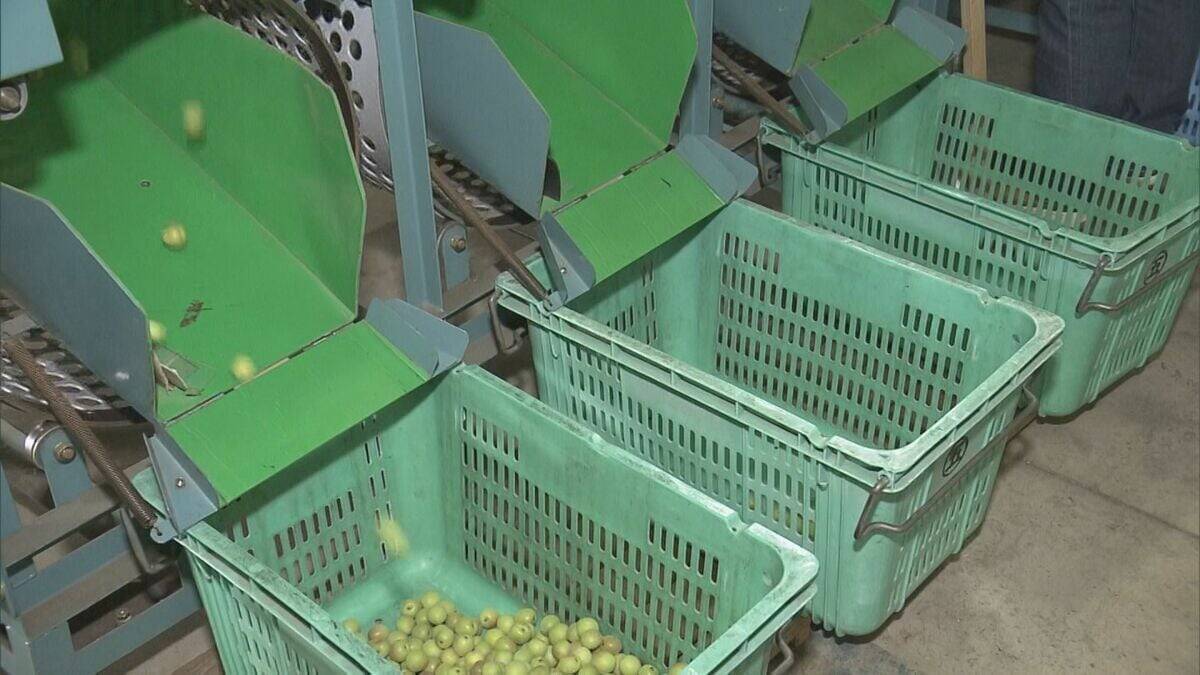 果肉が厚く鮮やかな漬け上りが特長 ｢五ヶ所小梅｣収穫始まる カメムシの被害が一部で出るも生育順調 三重･南伊勢町