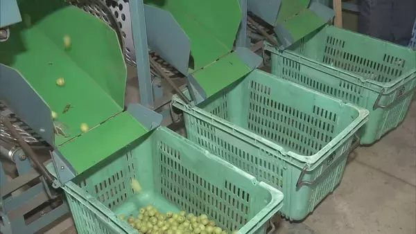 「果肉が厚く鮮やかな漬け上りが特長 ｢五ヶ所小梅｣収穫始まる カメムシの被害が一部で出るも生育順調 三重･南伊勢町」の画像