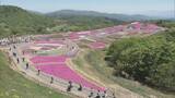 「｢青空とピンクが映える…｣ 茶臼山高原の｢芝桜まつり｣ 約40万株が見頃に 6月7日まで開催 5月の週末にはライトアップも 愛知･豊根村」の画像1