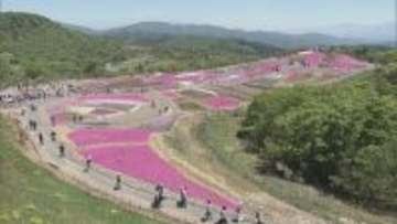 ｢青空とピンクが映える…｣ 茶臼山高原の｢芝桜まつり｣ 約40万株が見頃に 6月7日まで開催 5月の週末にはライトアップも 愛知･豊根村