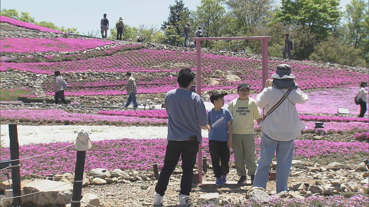｢青空とピンクが映える…｣ 茶臼山高原の｢芝桜まつり｣ 約40万株が見頃に 6月7日まで開催 5月の週末にはライトアップも 愛知･豊根村
