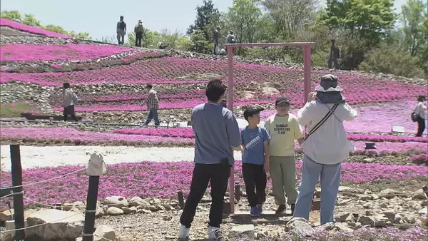 「｢青空とピンクが映える…｣ 茶臼山高原の｢芝桜まつり｣ 約40万株が見頃に 6月7日まで開催 5月の週末にはライトアップも 愛知･豊根村」の画像