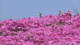 「｢青空とピンクが映える…｣ 茶臼山高原の｢芝桜まつり｣ 約40万株が見頃に 6月7日まで開催 5月の週末にはライトアップも 愛知･豊根村」の画像3