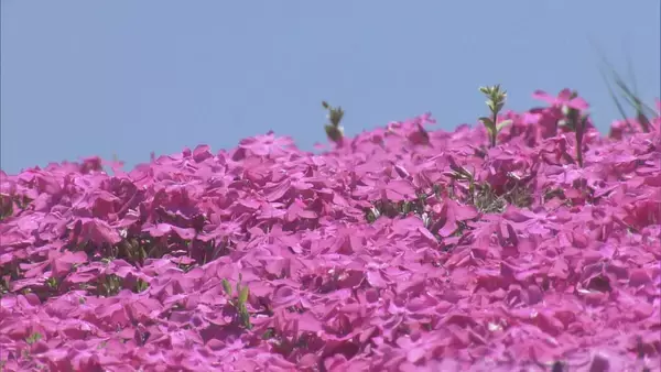 「｢青空とピンクが映える…｣ 茶臼山高原の｢芝桜まつり｣ 約40万株が見頃に 6月7日まで開催 5月の週末にはライトアップも 愛知･豊根村」の画像