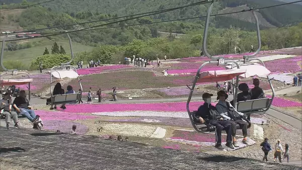 「｢青空とピンクが映える…｣ 茶臼山高原の｢芝桜まつり｣ 約40万株が見頃に 6月7日まで開催 5月の週末にはライトアップも 愛知･豊根村」の画像